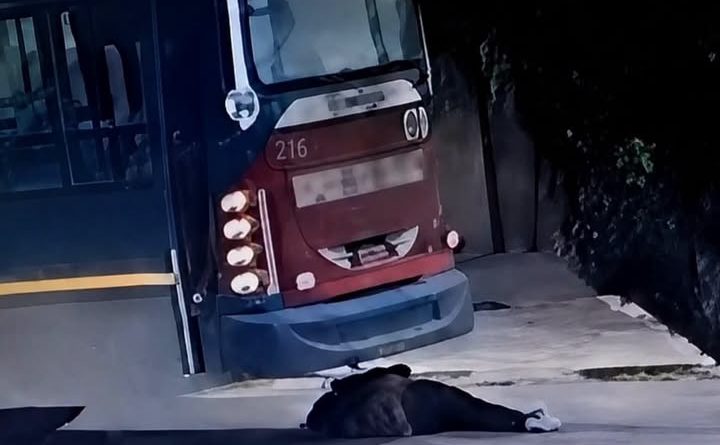 Fue atropellada por un colectivo y sobrevivió